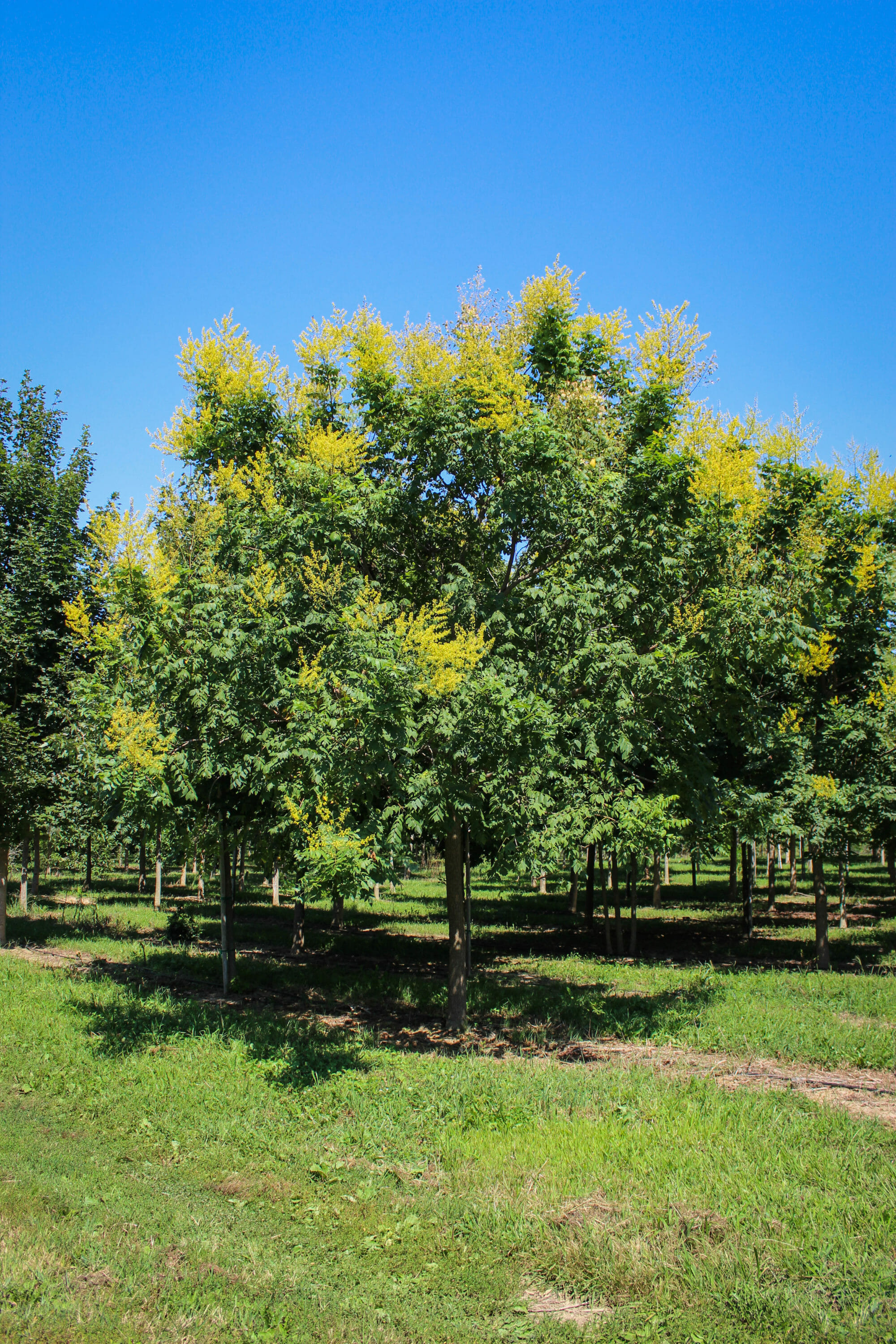 Golden Rain Tree Halka Nurseries
