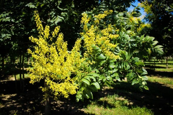 20140827-Golden Raintree (2)