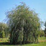 20140827-Golden Weeping Willow (1)