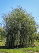 20140827-Golden Weeping Willow (1)