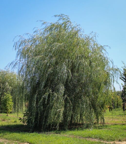 20140827-Golden Weeping Willow (1)