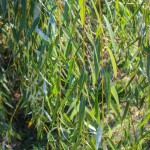 20140827-Golden Weeping Willow (3)