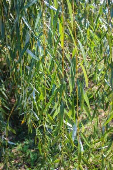 20140827-Golden Weeping Willow (3)