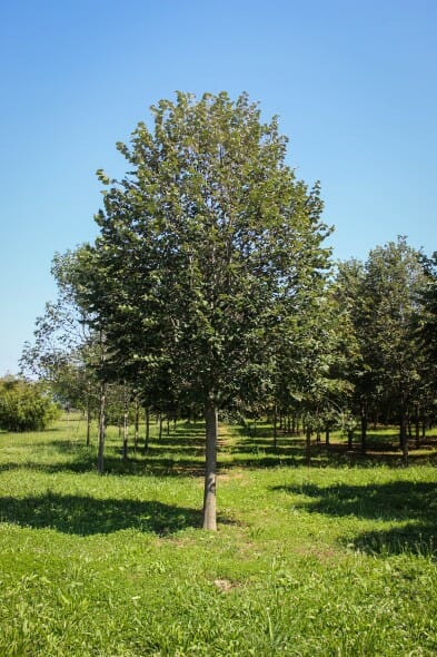 Sterling Silver Linden Halka Nurseries