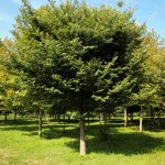 20140829-Single-stem Wireless Zelkova (1)