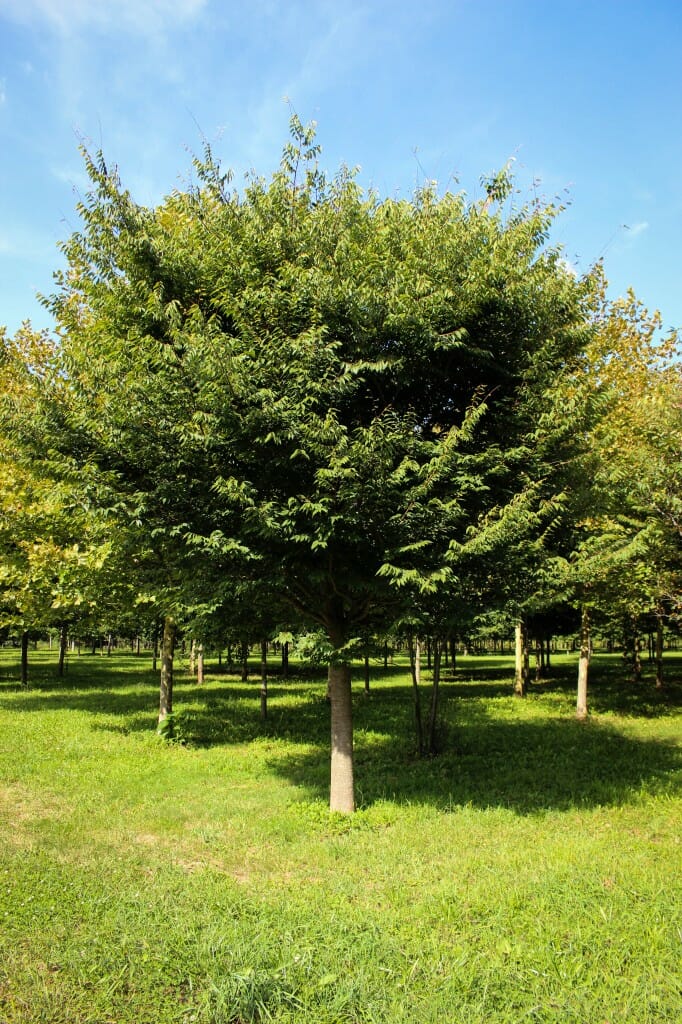 Singlestem Wireless Zelkova Halka Nurseries