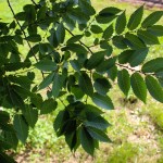 20140829-Single-stem Wireless Zelkova (2)