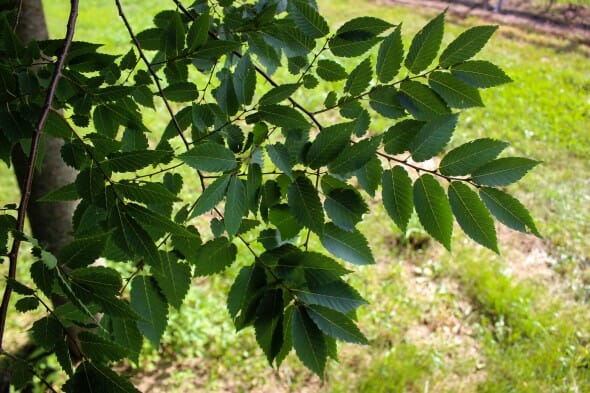 20140829-Single-stem Wireless Zelkova (2)