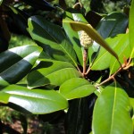 20140829-Southern Magnolia (3)