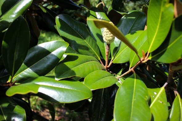 20140829-Southern Magnolia (3)