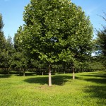 20140829-Tulip Tree