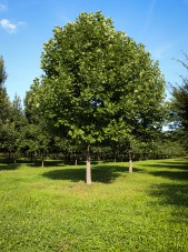 20140829-Tulip Tree