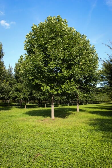 20140829-Tulip Tree