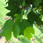 20140829-Tulip Tree (5)