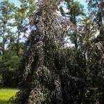 20140829-Weeping Purple Fountain Beech (1)