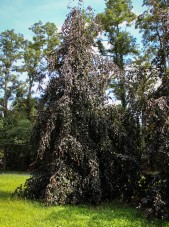 20140829-Weeping Purple Fountain Beech (1)