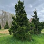 Hollywood Juniper - Juniperus Torulso