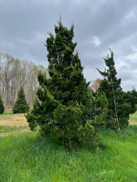 Hollywood Juniper - Juniperus Torulso