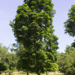 Acer platanoides 'Columnar' - Columnar Norway Maple_Spring View
