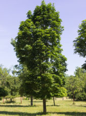 Acer platanoides 'Columnar' - Columnar Norway Maple_Spring View