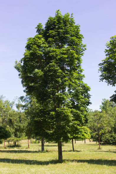 Acer platanoides 'Columnar' - Columnar Norway Maple_Spring View