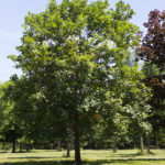 Acer pseudoplatanus - Swamp White Oak_Spring View