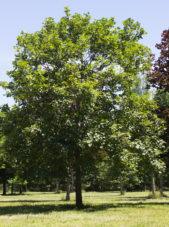 Acer pseudoplatanus - Swamp White Oak_Spring View