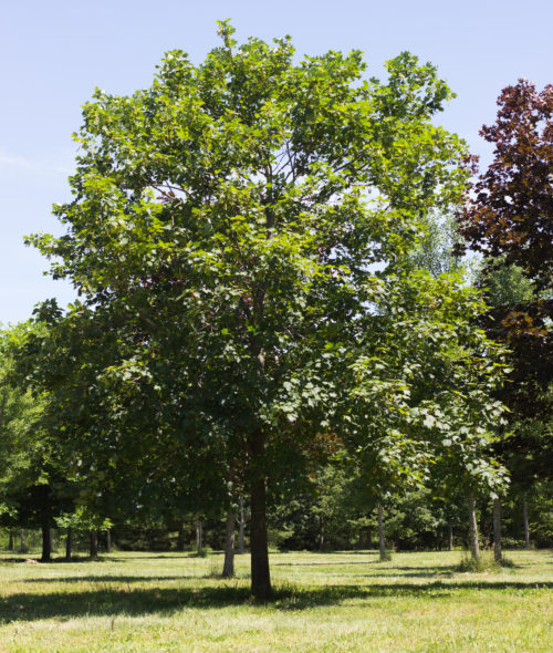 Acer pseudoplatanus - Swamp White Oak_Spring View