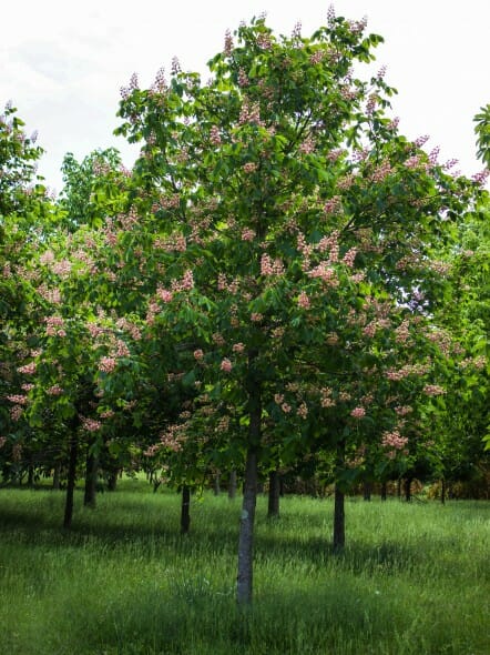 Aesculus ft mcnair