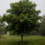 Aesculus octandra 02