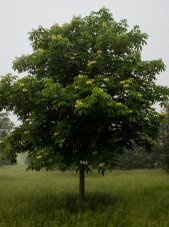 Aesculus octandra 02