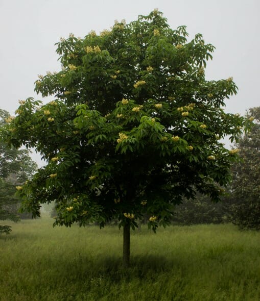 Aesculus octandra 02