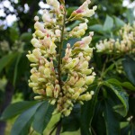 Aesculus octandra flower