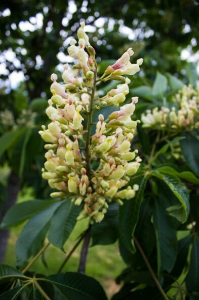 Aesculus octandra flower