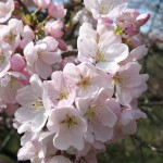 Akebono Cherry Flower_Internet