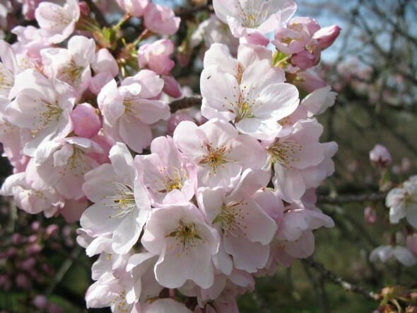 Akebono Cherry Flower_Internet