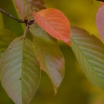 Akebono Cherry Foliage_Internet