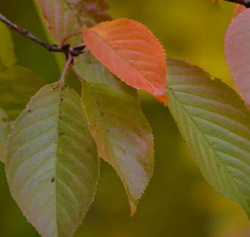 Akebono Cherry Foliage_Internet