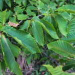 American Beech (2)