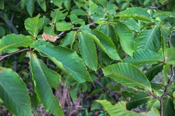 American Beech (2)