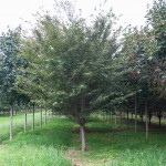 Autumn Flowering Cherry (Low Branched) (2)