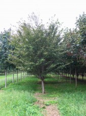 Autumn Flowering Cherry (Low Branched) (2)