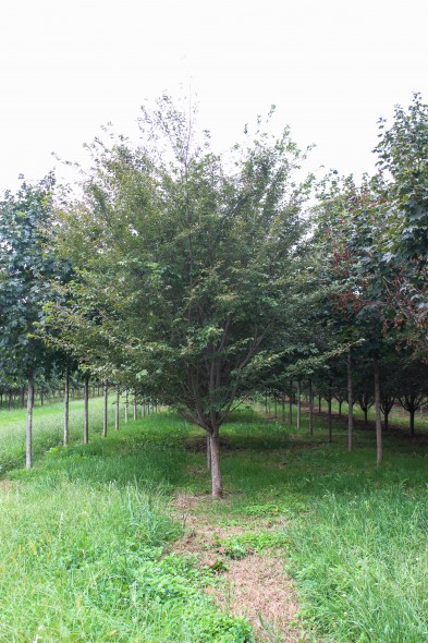 Autumn Flowering Cherry (Low Branched) (2)