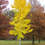 Autumn Gold Ginkgo (2)