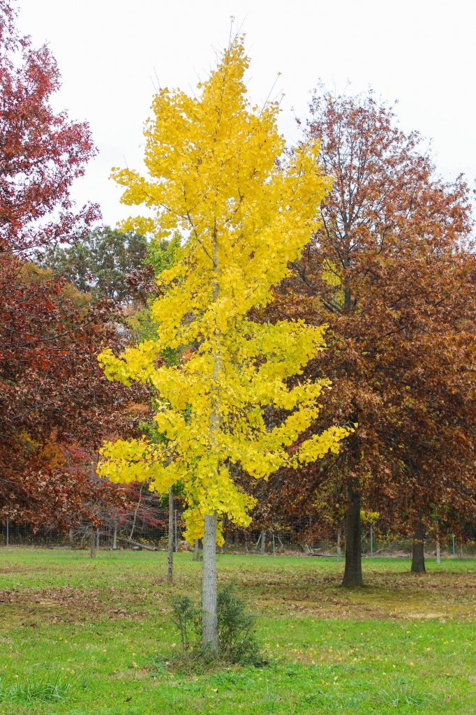 Autumn Gold Ginkgo - Halka Nurseries