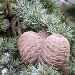 Blue Atlas Cedar cone_internet