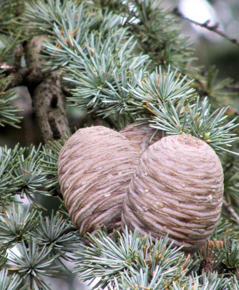 Blue Atlas Cedar cone_internet