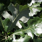 Bur Oak Foliage_Internet