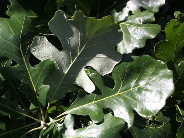 Bur Oak Foliage_Internet