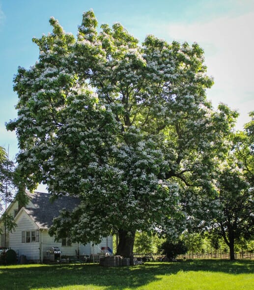 Catalpa (1)